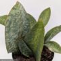 Snake Plant (Dracaena masoniana) – Whalefin – 5″ Pot